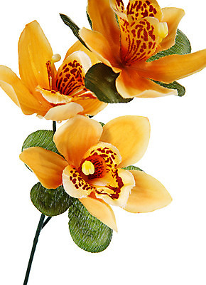 포토 JPG 해외이미지 식물 꽃잎 꽃 줄기 백그라운드 꽃무늬 오렌지 자연 발렌타인데이 선물 사람없음 장식 초록색 빛 우주 스파 봄 벚꽃 흰색 나뭇가지 신선 난초 우아함 심플 고립 인공 해외202004 해외포토 나무 계절 컬러 컨셉 무늬 과일 데이이벤트 생태계 파일형식 이미지허브