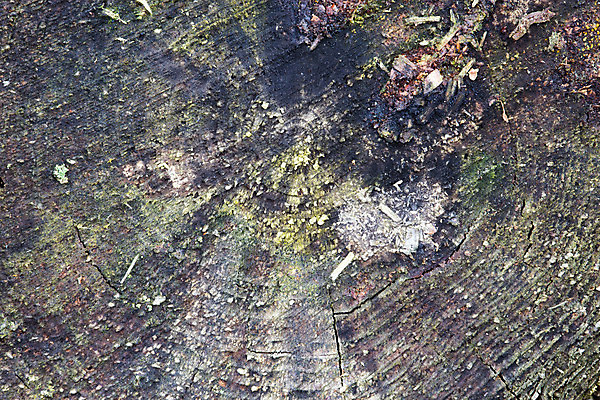 포토 JPG 해외이미지 나무 이끼 사람없음 반지 소나무 해외202004 해외포토 식물 장신구 파일형식 이미지허브