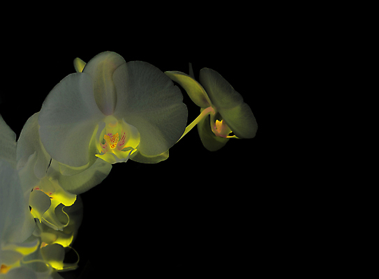 포토 JPG 해외이미지 식물 디자인 꽃잎 꽃 선 백그라운드 꽃무늬 패턴 자연 휴가 발렌타인데이 건강 선물 사랑 미술 사람없음 장식 초록색 파란색 빛 스파 봄 벚꽃 흰색 나뭇가지 신선 난초 모서리 심볼 순수 보케 호접란 고립 블러 이국적 파스텔톤 해외202004 해외포토 나무 계절 감정 컬러 컨셉 무늬 데이이벤트 문화예술 생태계 파일형식 이미지허브