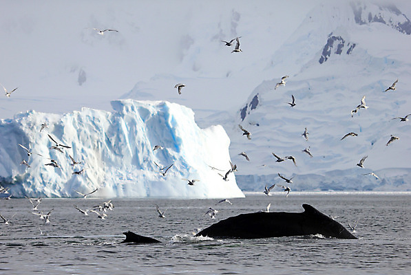 포토 JPG 해외이미지 동물 야생동물 바다 여행 겨울 포유류 자연 털 사람없음 물 점프 얼음 봄 추위 물개 남극 북극 고래 꼬리 서리 지느러미 봉 빙산 북쪽 표범 남쪽 해외202004 해외포토 자연요소 계절 모션 바다동물 수중동물 극지방 방향 생태계 파일형식 이미지허브