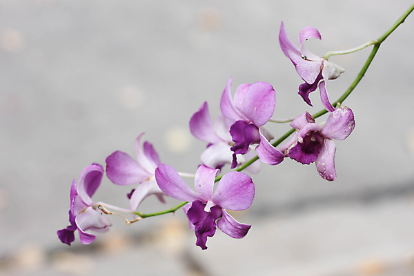 포토 JPG 해외이미지 식물 꽃잎 꽃 줄기 분홍색 백그라운드 부분 자연 프레임 사람없음 장식 가로 초록색 노란색 정원 보라색 봄 성장 흰색 나뭇가지 시간 생일 화려 난초 우아함 제비꽃 오브젝트 싱글 슛 고립 정중 해외202004 해외포토 나무 계절 기념일 컬러 컨셉 생태계 파일형식 이미지허브