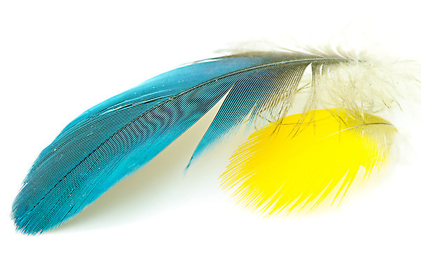 포토 JPG 해외이미지 동물 백그라운드 컨셉 패턴 날개 상상 자연 조류 추상 사람없음 장식 파란색 빛 펜 갈색 노란색 흰색 깃털 묘사 오브젝트 질감 부드러움 솜털 내추럴 고립 깃털펜 해외202004 해외포토 컬러 무늬 필기구 감각 생태계 파일형식 이미지허브