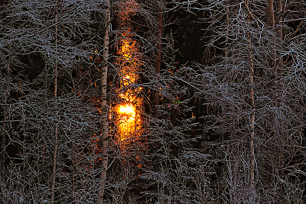 포토 JPG 해외이미지 나무 겨울 사람없음 태양 나뭇가지 해외202004 해외포토 자연요소 식물 계절 파일형식 이미지허브