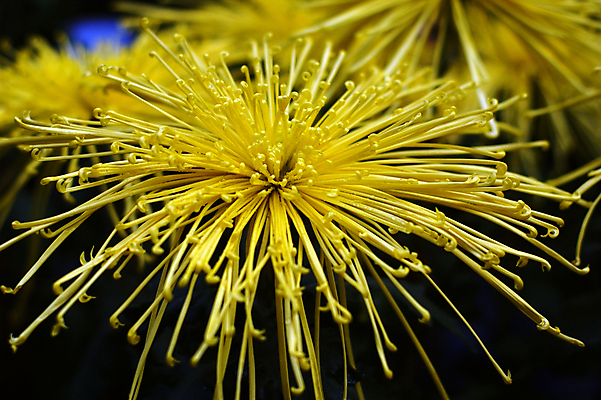 포토 JPG 해외이미지 국화 사람없음 침묵 해외202004 해외포토 꽃 소리 파일형식 이미지허브