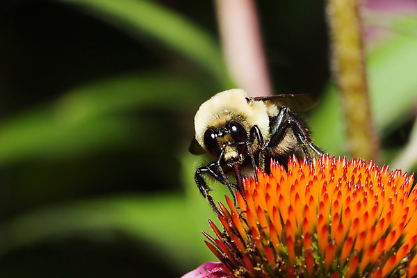 포토 JPG 해외이미지 식물 동물 야생동물 곤충 절지류 날개 자연 사람없음 노란색 검은색 벌레 수분 벌 꽃가루 동물상 해외202004 해외포토 컬러 조형물 가루 생태계 파일형식 이미지허브