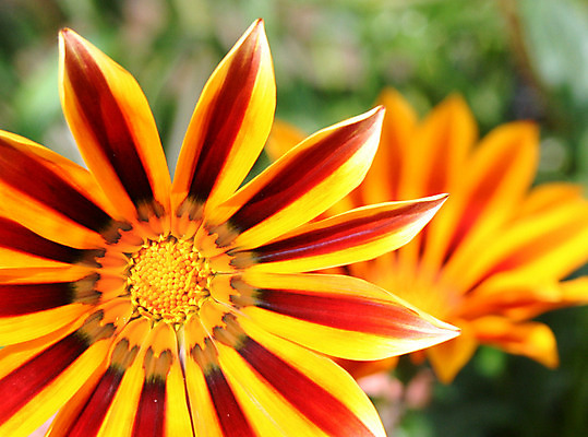 포토 JPG 해외이미지 식물 꽃 백그라운드 꽃무늬 침구 자연 사람없음 노란색 정원 줄무늬 호랑이 센터 영원 세련 해외202004 해외포토 컬러 무늬 포유류 생태계 파일형식 이미지허브