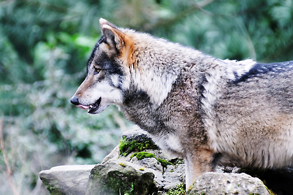 포토 JPG 해외이미지 동물 응시 야생동물 포유류 생물 사람없음 야외 옆모습 갈색 회색 숲 위험 모피 배고픔 육식동물 멸종 늑대 노려봄 송곳니 내추럴 해외202004 해외포토 시선 뷰포인트 컬러 컨셉 표정 치아 파일형식 이미지허브