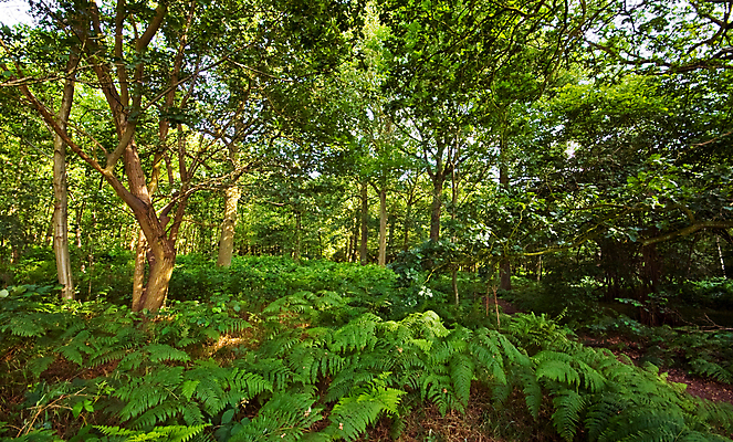 포토 JPG 해외이미지 나무 식물 공원 잎 자연 풍경 사람없음 야외 목재 초록색 황무지 숲 양치류 해외202004 해외포토 공공시설 컬러 재료 생태계 파일형식 이미지허브
