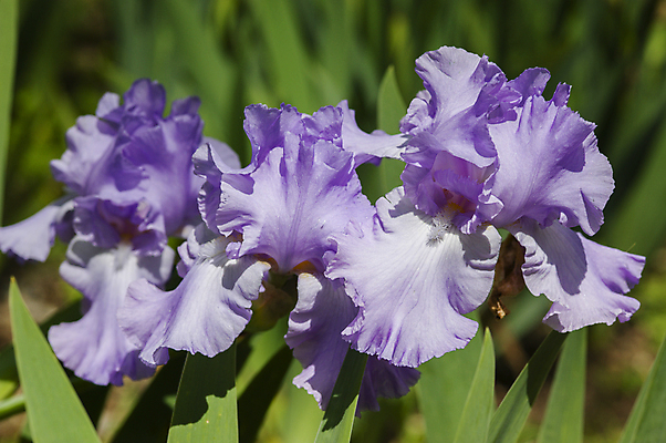포토 JPG 해외이미지 식물 계절 꽃잎 꽃 백그라운드 꽃무늬 자연 사람없음 초록색 파란색 정원 보라색 봄 벚꽃 신선 개화 닫기 제비꽃 묘사 원예 붓꽃 해외202004 해외포토 컬러 무늬 모션 취미 생태계 파일형식 이미지허브