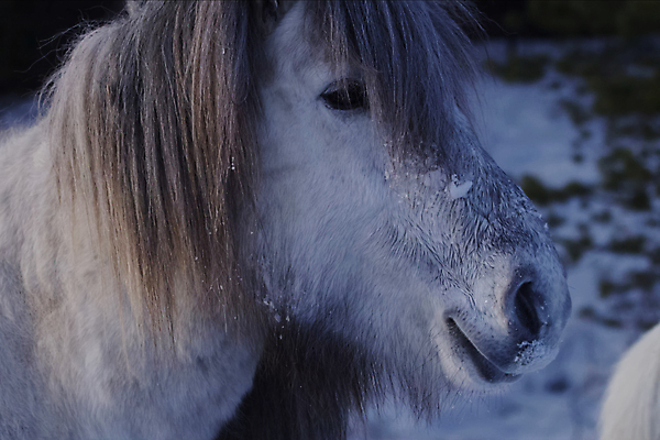 포토 JPG 해외이미지 동물 여행 겨울 포유류 자연 놀이 아침 사람없음 야외 파란색 달리기 농장 힘 회색 신용카드 승마 스마트 오브젝트 리더 꼬리 지역 갈기 솜털 망아지 기르기 무료 시베리아 유래 찰과상 해외202004 해외포토 주간 계절 새끼 스포츠 컬러 컨셉 농업 모션 금융 말_동물 상처 생태계 돌봄 파일형식 이미지허브