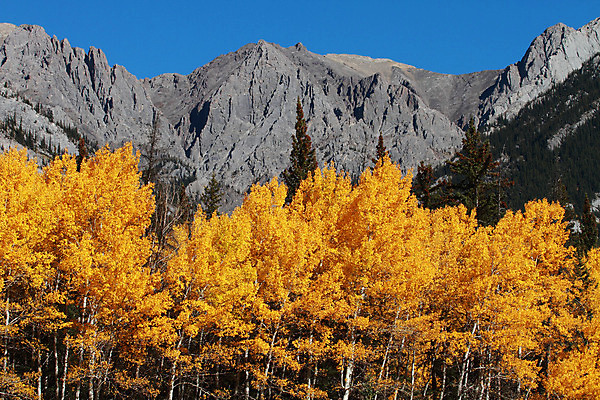 포토 JPG 해외이미지 나무 계절 잎 캐나다 날리기 바람 산 사람없음 노란색 추위 가을 숲 시원함 10월 미루나무 밴프 앨버타 로키산맥 해외202004 해외포토 자연요소 식물 컬러 북아메리카 모션 날씨 날짜 파일형식 이미지허브