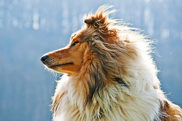 포토 JPG 해외이미지 포옹 영국 털 따뜻함 사람없음 빨간색 빛 반려동물 머리 개 달콤 강아지 만족 부드러움 해외202004 해외포토 동물 감정 유럽 컬러 포유류 안기 신체부위 감각 맛 파일형식 이미지허브