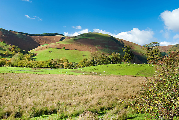 포토 JPG 해외이미지 나무 동물 구름 라이프스타일 행복 농업 자연 하늘 영국 웨일즈 산 풍경 사람없음 야외 초록색 파란색 환경 맑음 가축 침묵 시골 양 그룹 군중 숲 큼 방목 땅 장면 내추럴 해외202004 해외포토 자연요소 식물 감정 유럽 산업 컬러 포유류 날씨 사람 생활 소리 축산업 크기 생태계 파일형식 이미지허브