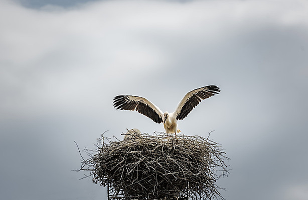 포토 JPG 해외이미지 구름 계절 남자 유럽 야생동물 오렌지 조류 하늘 사람없음 야외 심볼 서식지 동물상 해외202004 해외포토 자연요소 동물 나라 과일 사람 조형물 파일형식 이미지허브