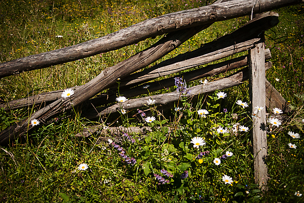포토 JPG 해외이미지 식물 꽃 자연 사람없음 목재 초록색 울타리 정원 맑음 흰색 캐모마일 해외202004 해외포토 나무 컬러 재료 날씨 담장 허브 생태계 파일형식 이미지허브