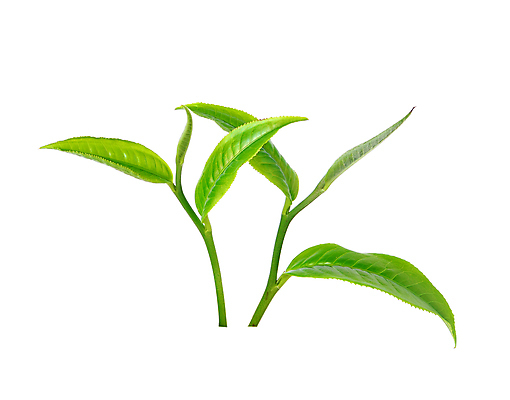 포토 JPG 해외이미지 식물 계절 아시아 음료 백그라운드 잎 밭 농업 자연 아침 새로움 동양인 사람없음 초록색 빛 태양 농장 침묵 활발 성장 시골 신선 닫기 선택 인도인 보케 장면 남쪽 산악지대 영양분 케랄라주 해외202004 해외포토 주간 자연요소 외국인 나라 산업 컬러 컨셉 모션 산 인종 소리 인도_나라 방향 생태계 파일형식 이미지허브