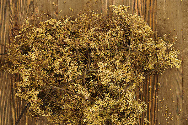 포토 JPG 해외이미지 식물 계절 꽃 음료 음식 백그라운드 잎 꽃무늬 과일 자연 건강 사람없음 여름 약 벚꽃 가을 흰색 나뭇가지 신선 열 차 질병 수집 허브 향신료 오브젝트 유기농 내추럴 고립 바이오 해외202004 해외포토 나무 웰빙 컬러 무늬 의학 생태계 향미료 파일형식 이미지허브