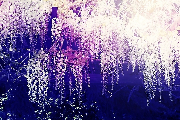 포토 JPG 해외이미지 나무 식물 꽃 분홍색 잎 자연 사람없음 초록색 정원 보라색 봄 벚꽃 개화 제비꽃 원예 라일락 내추럴 해외202004 해외포토 계절 컬러 취미 생태계 파일형식 이미지허브