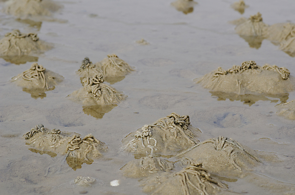 포토 JPG 해외이미지 모양 동물 야생동물 모래 바다 백그라운드 컨셉 패턴 신체 자연 조류 생물 사람없음 물 여름 갈색 소용돌이 원형 구멍 벌레 위험 묘사 진흙 옛날 해외202004 해외포토 자연요소 도형 계절 컬러 곤충 무늬 회오리 생태계 파일형식 이미지허브