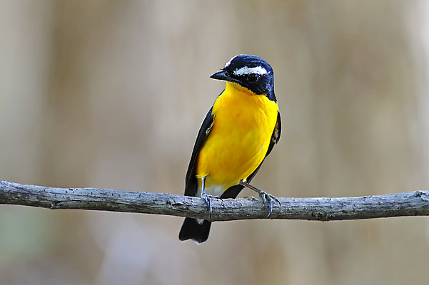 포토 JPG 해외이미지 나무 동물 여자 남자 아시아 얼굴 야생동물 백그라운드 날개 자연 조류 사람없음 야외 목재 가로 초록색 컬러풀 노란색 머리 환경 나뭇가지 막대기 닫기 숲 깃털 꼬리 부리 서식지 생태학 이국적 해외202004 해외포토 식물 교육 나라 컬러 재료 모션 사람 신체부위 생태계 파일형식 이미지허브
