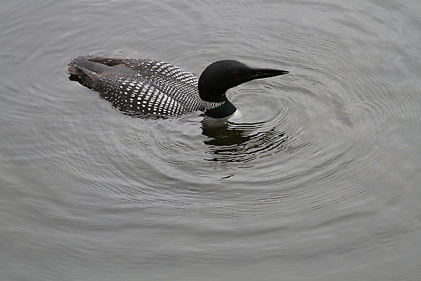 포토 JPG 해외이미지 호수 야생동물 캐나다 자연 조류 오리 성인 사람없음 빨간색 물 여름 평화 검은색 수영 줄무늬 젖음 흰색 연못 황무지 깃털 다이빙 부리 부름 목 북쪽 물새 계산서 해외202004 해외포토 자연요소 동물 계절 컬러 컨셉 북아메리카 무늬 모션 사람 신체부위 수상스포츠 방향 생태계 수중스포츠 파일형식 이미지허브