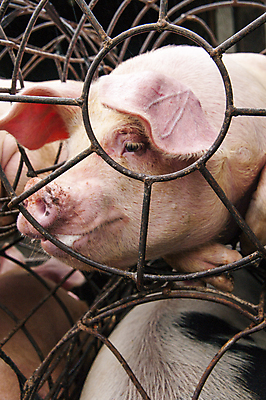 포토 JPG 해외이미지 동물 남자 아시아 음식 여행 이동 농업 비즈니스 포유류 가족 교통시설 모션 자연 거리 육류 돼지고기 들기 사람없음 우주 오토바이 흰색 돼지 고속도로 그룹 군중 복지 짐차 올가미 물류 기르기 매각 해외202004 해외포토 나라 산업 도로 컬러 교통 컨셉 식재료 관계 자동차 사람 바이크 사회이슈 시설 생태계 돌봄 파일형식 이미지허브