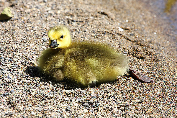 포토 JPG 해외이미지 모양 동물 공원 호수 야생동물 캐나다 날개 자연 조류 하늘 오리 사람없음 물 강 검은색 힘 덮개 시골 연못 개울 원주민 떨어짐 깃털 시작 상승 부리 거위 물새 단아함 동물상 해외202004 해외포토 자연요소 공공시설 컬러 컨셉 북아메리카 조형물 뚜껑 아프리카인 생태계 파일형식 이미지허브