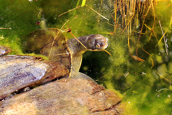 포토 JPG 해외이미지 파충류 사람없음 물 강 머리 마주보기 수영 젖음 껍질 연못 잡초 행운 해조류 거북이 호주 호기심 목 숨김 해외202004 해외포토 자연요소 식물 동물 감정 컨셉 모션 신체부위 수상스포츠 해양식물 오세아니아 파일형식 이미지허브