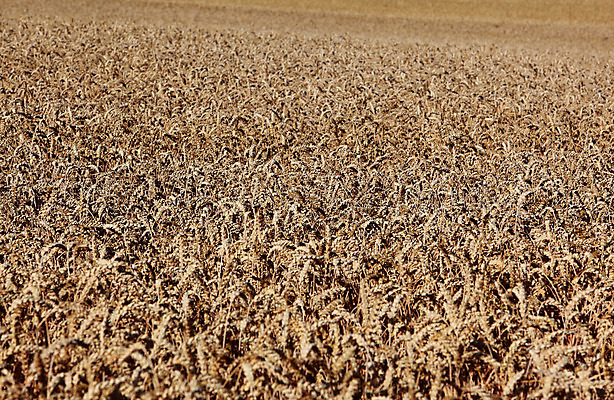 포토 JPG 해외이미지 음식 밭 농업 옥수수 사람없음 경제 농장 시골 시리얼 밀 밭일 생태학 작살 해외202004 해외포토 교육 산업 곡류 파일형식 이미지허브