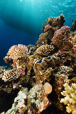 포토 JPG 해외이미지 식물 동물 모래 바다 백그라운드 자연 표면 조개 어류 풍경 사람없음 물 파란색 컬러풀 햇빛 태양 바닷속 수중 광선 산호 아래 다이빙 장면 암초 깊이 소금물 이국적 침몰 파라다이스 해외202004 해외포토 자연요소 컬러 어패류 수영 수중동물 자포동물 방향 생태계 위치 수중스포츠 파일형식 이미지허브