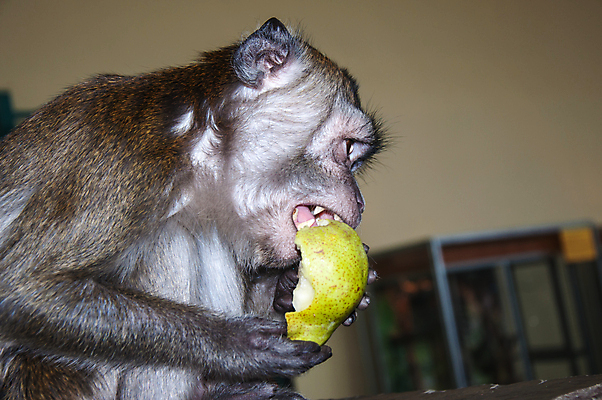 포토 JPG 해외이미지 동물 캐릭터 행복 얼굴 야생동물 어린이 포유류 아프리카 자연 생물 털 미소 앉기 사람없음 초록색 갈색 귀여움 원숭이 찡그림 달콤 작음 꼬리 유인원 침팬지 결백 해외202004 해외포토 감정 나라 컬러 컨셉 모션 표정 사람 신체부위 맛 크기 생태계 파일형식 이미지허브