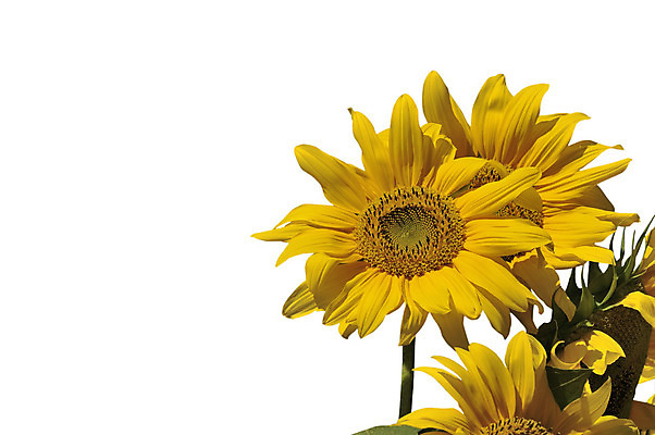 포토 JPG 해외이미지 식물 꽃잎 꽃 줄기 백그라운드 잎 꽃무늬 농업 자연 해바라기 사람없음 초록색 여름 햇빛 태양 노란색 머리 정원 활발 벚꽃 흰색 자르기 고립 세련 해외202004 해외포토 자연요소 계절 산업 컬러 컨셉 무늬 모션 신체부위 생태계 파일형식 이미지허브