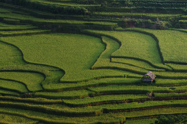포토 JPG 해외이미지 식물 아시아 지구 음식 여행 잎 밭 곡선 태국 자연 밥 산 동양인 풍경 사람없음 야외 초록색 농장 환경 계곡 중국 일몰 흙 거친 땅 원예 베트남 발리 캄보디아 지역 말레이시아 경영 규정 땅바닥 미얀마 생태학 인도차이나반도 제어 해외202004 해외포토 교육 나라 선 컬러 섬 농업 비즈니스 바닥 인종 취미 노을 동남아시아 생태계 인도네시아 파일형식 이미지허브