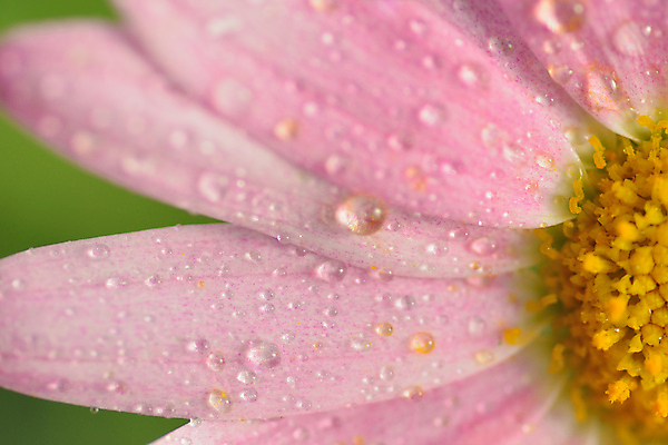 포토 JPG 해외이미지 식물 계절 꽃잎 꽃 분홍색 꽃다발 백그라운드 꽃무늬 자연 발렌타인데이 사랑 사람없음 장식 가로 물 여름 컬러풀 노란색 봄 젖음 벚꽃 흰색 물방울 신선 달콤 떨어짐 이슬 묘사 싱글 데이지 부드러움 거베라 고립 꽃수술 해외202004 해외포토 자연요소 감정 컬러 컨셉 무늬 데이이벤트 감각 맛 생태계 파일형식 이미지허브