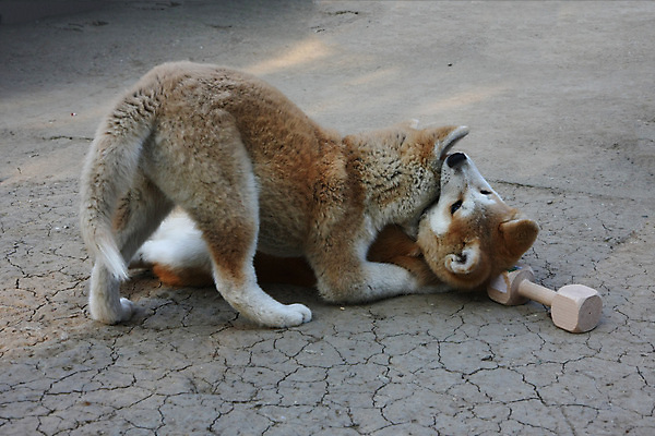 포토 JPG 해외이미지 동물 얼굴 사람없음 반려동물 일본 힘 용기 자신감 개 강아지 위험 큼 근육질 고체 기르기 지능 힘찬 해외202004 해외포토 그릇 감정 아시아 컨셉 포유류 근육 신체부위 크기 몸매 돌봄 파일형식 이미지허브
