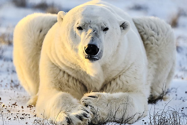 포토 JPG 해외이미지 야생동물 캐나다 겨울 곰 포유류 자연 사람없음 야외 얼음 추위 흰색 북극 북극곰 육식동물 북쪽 서식지 눈내림 해외202004 해외포토 자연요소 동물 계절 컬러 북아메리카 눈_날씨 극지방 방향 생태계 파일형식 이미지허브