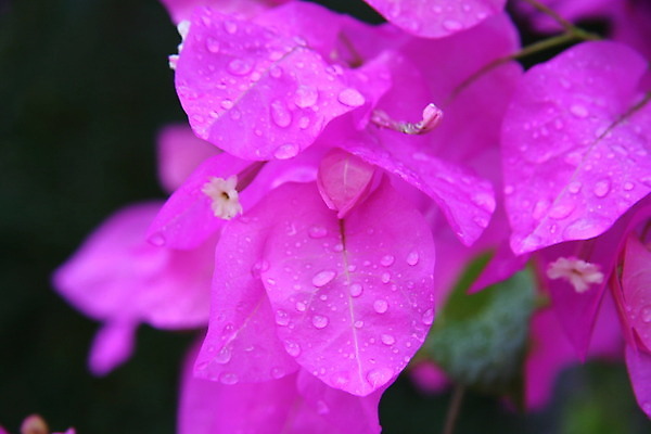 포토 JPG 해외이미지 식물 계절 공원 꽃잎 꽃 분홍색 백그라운드 잎 자연 날씨 사람없음 야외 빨간색 물 환경 정원 보라색 봄 거품 젖음 성장 벚꽃 물방울 신선 액체 이슬 빗방울 질감 내추럴 생태학 해외202004 해외포토 자연요소 공공시설 교육 컬러 비_날씨 생태계 파일형식 이미지허브