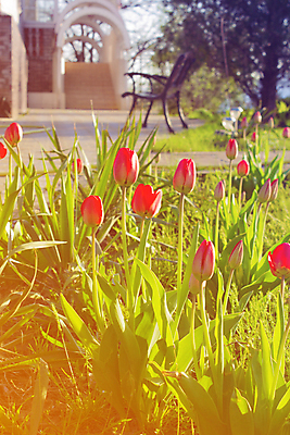 포토 JPG 해외이미지 식물 계절 꽃 문화 줄기 여행 컨셉 잎 전구 자연 사람없음 야외 빨간색 여름 햇빛 태양 봄 튤립 시간 긍정 지역 월 해외202004 해외포토 자연요소 컬러 날짜 생태계 파일형식 이미지허브