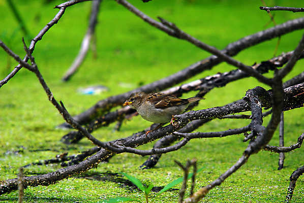포토 JPG 해외이미지 나무 날개 자연 조류 사람없음 초록색 물 검은색 나뭇가지 연못 작음 깃털 싱글 부리 내추럴 혼자 해외202004 해외포토 자연요소 식물 동물 컬러 크기 생태계 파일형식 이미지허브