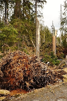 포토 JPG 해외이미지 나무 공원 농업 자연 바람 날씨 풍경 사람없음 목재 초록색 갈색 환경 손상 나뭇가지 죽음 떨어짐 숲 나무껍질 폭풍 보험 내추럴 깨짐 수목 옛날 재앙 허리케인 가문비나무 해외202004 해외포토 자연요소 식물 공공시설 산업 컬러 컨셉 재료 껍질 자연재해 생태계 파일형식 이미지허브