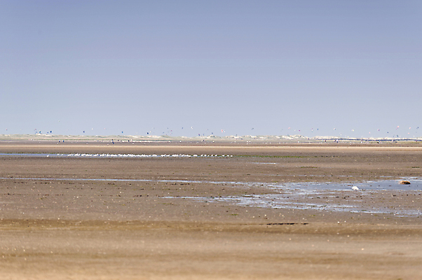 포토 JPG 해외이미지 바다 여행 자연 갈매기 조류 독일 국립공원 풍경 사람없음 물 모래언덕 채널 해일 해외202004 해외포토 자연요소 동물 공원 유럽 자연재해 언덕 생태계 파일형식 이미지허브