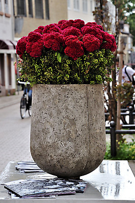 포토 JPG 해외이미지 식물 디자인 꽃 화분 화초 벽 백그라운드 잎 자연 실내 사람없음 야외 장식 빨간색 초록색 빛 갈색 꽃병 성장 원예 리빙 내추럴 심기 안뜰 해외202004 해외포토 컬러 모션 취미 내부 생태계 파일형식 이미지허브