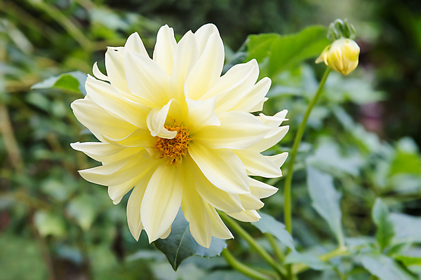 포토 JPG 해외이미지 식물 꽃잎 꽃 아시아 백그라운드 꽃무늬 밭 오렌지 자연 풍경 사람없음 야외 초록색 여름 빛 컬러풀 노란색 환경 정원 맑음 봄 활발 벚꽃 시골 아기 신선 황금 순수 묘사 꽃가루 강렬 많음 해외202004 해외포토 계절 나라 컬러 컨셉 무늬 농업 과일 날씨 사람 가루 생태계 파일형식 이미지허브