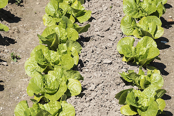 포토 JPG 해외이미지 식물 산업 문화 음식 잎 밭 농업 채소 자연 건강 사람없음 초록색 농작물 농장 정원 샐러드 수확 성장 시골 신선 시장 상추 과수원 땅 유기농 원예 채식 거름 밭일 생태학 숙성 온실 줄서기 채식주의자 로메인상추 해외202004 해외포토 웰빙 교육 컬러 모션 취미 생태계 파일형식 이미지허브