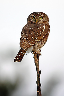 포토 JPG 해외이미지 응시 야생동물 여행 아프리카 자연 조류 사람없음 사파리 부엉이 경보 동물상 보츠와나 해외202004 해외포토 동물 시선 나라 조형물 생태계 파일형식 이미지허브