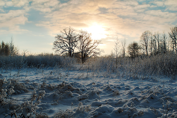 포토 JPG 해외이미지 주간 나무 겨울 자연 하늘 사람없음 야외 태양 설원 겨울풍경 해외202004 해외포토 자연요소 식물 계절 눈_날씨 풍경 생태계 파일형식 이미지허브