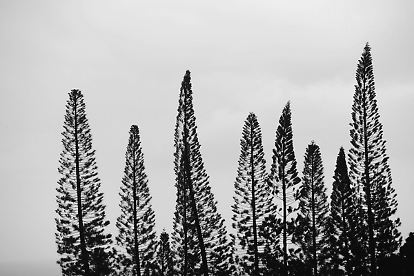 포토 JPG 해외이미지 나무 구름 계절 실루엣 선 백그라운드 잎 자연 하늘 아침 미술 풍경 사람없음 야외 그래픽 가로 여름 환경 검은색 어둠 줄무늬 새벽 회색 안개 가을 흰색 나뭇가지 시골 저녁 땅 계산대 싱글 그림 질감 장면 해외202004 해외포토 주간 자연요소 식물 컬러 무늬 날씨 문화예술 촬영기법 야간 생태계 파일형식 이미지허브