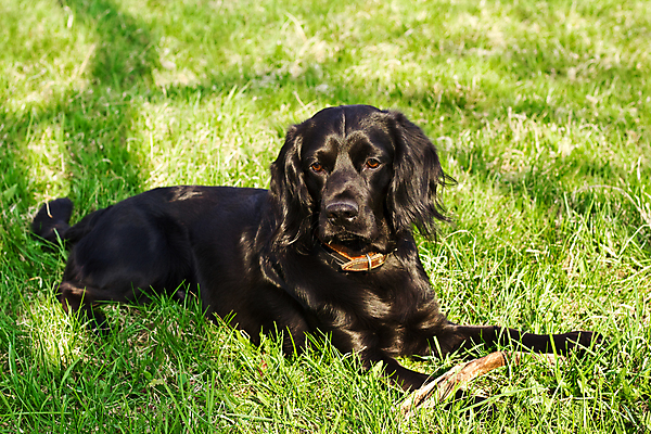 포토 JPG 해외이미지 동물 영어 응시 얼굴 밭 털 사람없음 야외 초록색 여름 반려동물 갈색 머리 맑음 검은색 봄 스패니얼 아기 막대기 개 달콤 강아지 위치 송곳니 거짓말 기르기 유래 해외202004 해외포토 문자 시선 계절 컬러 농업 포유류 날씨 사람 신체부위 맛 치아 돌봄 파일형식 이미지허브