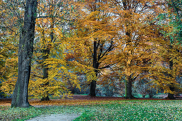 포토 JPG 해외이미지 나무 계절 공원 길 여행 백그라운드 잎 자연 아침 그림자 풍경 사람없음 목재 초록색 여름 빛 햇빛 태양 평화 일출 환경 맑음 일몰 봄 새벽 하이킹 안개 광선 가을 나뭇가지 시골 황무지 숲 장면 공상 내추럴 해외202004 해외포토 주간 자연요소 식물 공공시설 컬러 컨셉 재료 레저 날씨 노을 생태계 파일형식 이미지허브