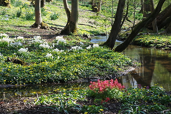 포토 JPG 해외이미지 나무 공원 꽃 풍경 사람없음 초록색 물 강 반사 봄 개울 삼림지대 해외202004 해외포토 자연요소 식물 계절 공공시설 컬러 숲 파일형식 이미지허브
